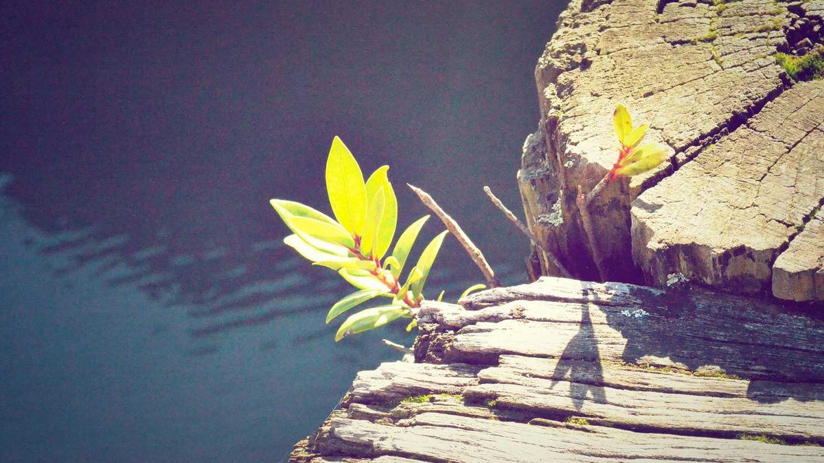 不同信息载体（纸质书、电子屏、播客）对记忆残留率的影响个人实验