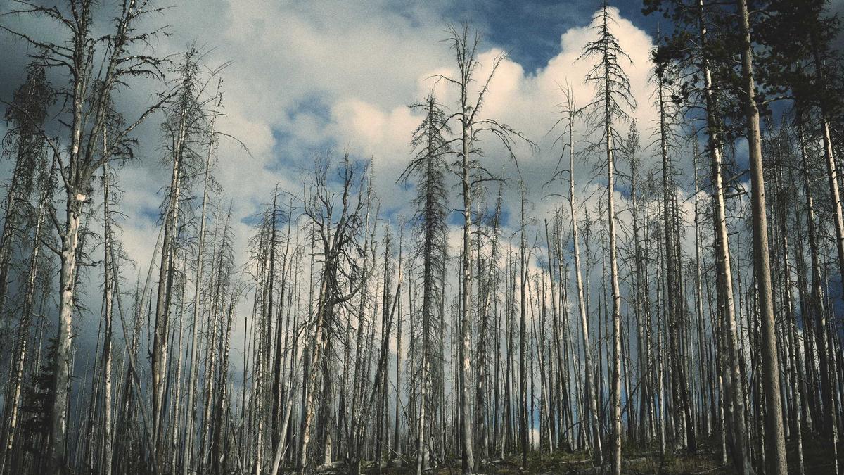 俱乐部青训营培养的球员成名后，其早期训练视频所有权引发纠纷，俱乐部以此要挟分成。